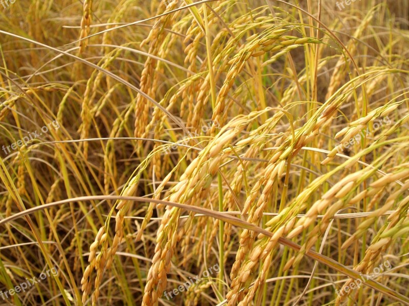 Agriculture Asia Autumn Botany Cereal