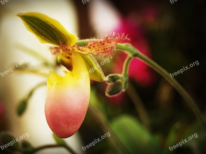 Flower Orchid Tropical White Green