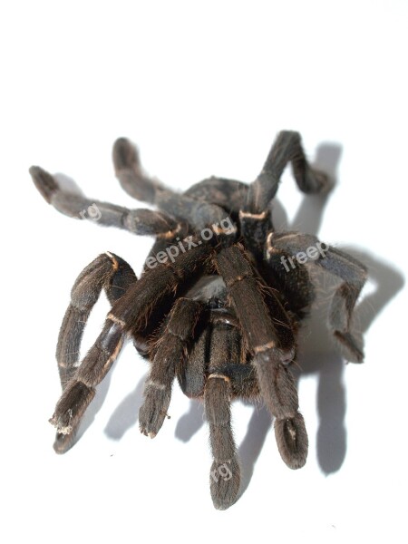 Spider Tarantula Arthropod Hairy Mexican Redknee Tarantula