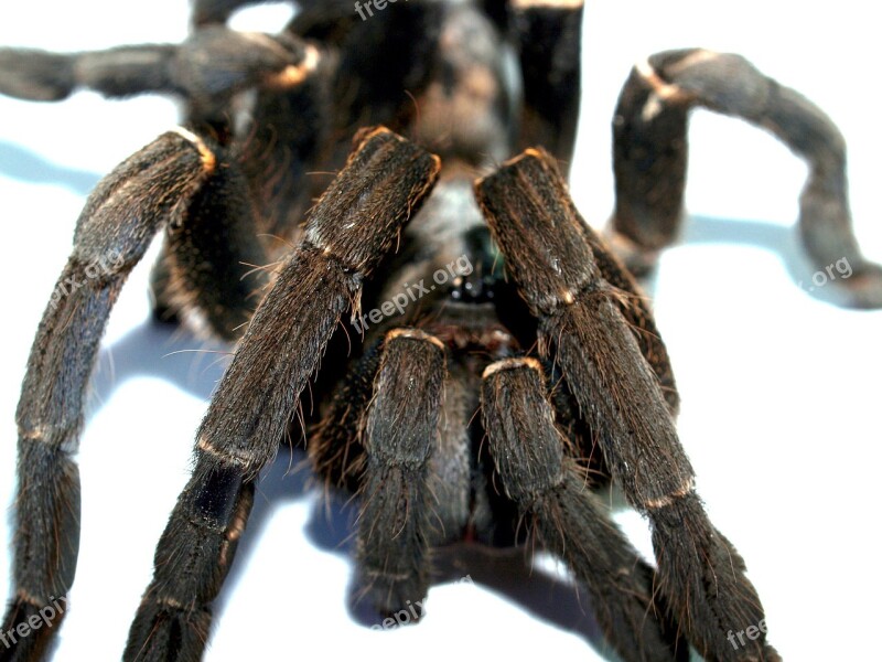 Spider Tarantula Arthropod Hairy Mexican Redknee Tarantula