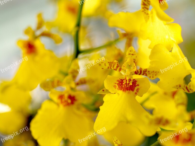 Orchid Flower Bright Violet Growth