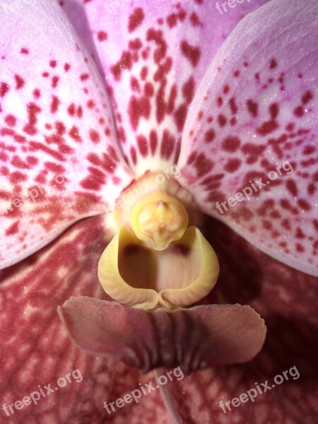 Orchid Flower Bright Violet Flora