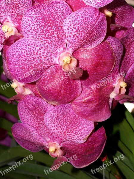 Orchid Flower Bright Violet Flora