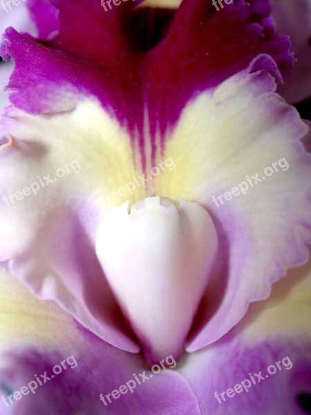 Orchid Flower Bright Violet Flora