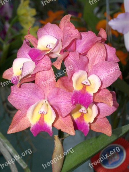 Orchid Flower Bright Violet Flora