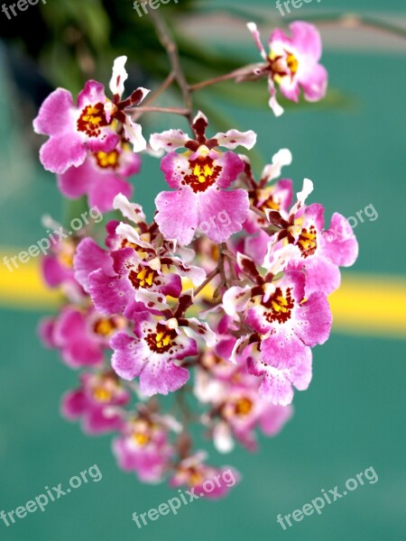 Orchid Flower Bright Violet Flora