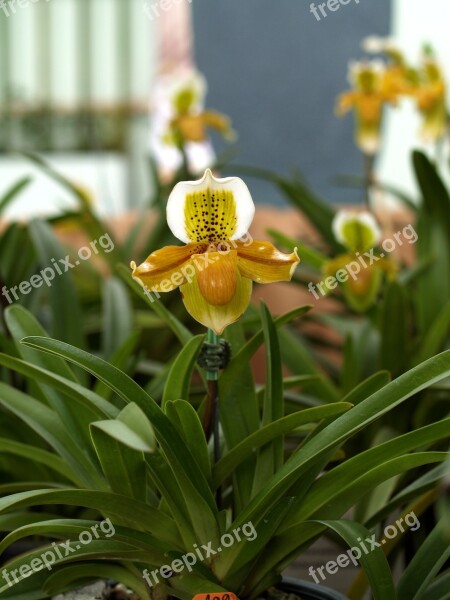 Orchid Flower Bright Violet Flora