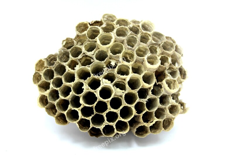 Bee Hive Honey Insect Work