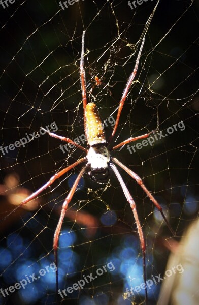 Spider Arthropod Closeup Underbrush Tropical