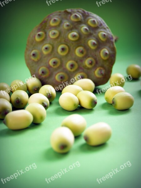 Lotus Seed Flower Leaf Pod