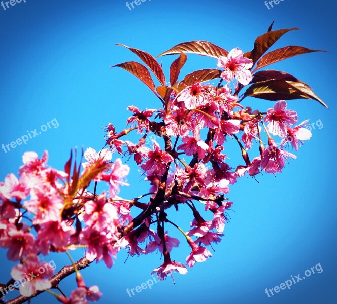 Prunus Cerasoides Wild Himalayan Cherry Sakura Thailand Blooming At Phu Lom Lo Mountain Phitsanulok