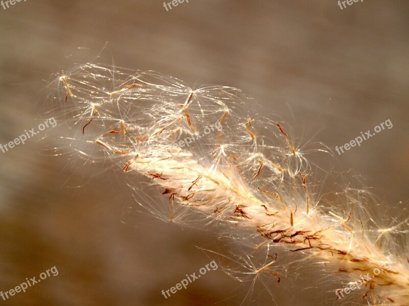 Flower Pressed Wild Stem Leaf