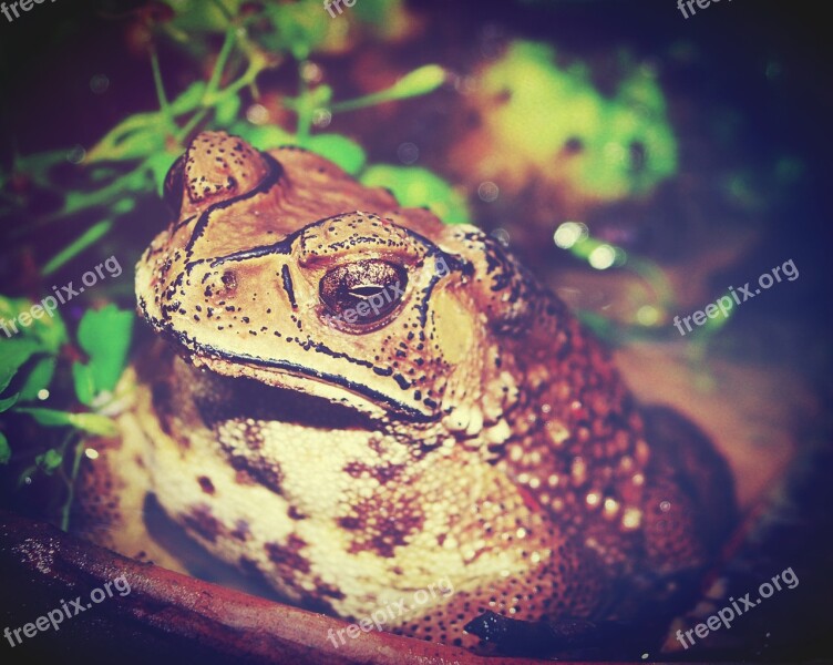 Toad Marinus Giant Neotropical Bufo