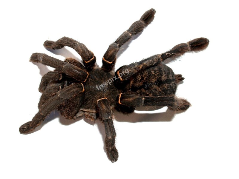 Spider Tarantula Arthropod Hairy Mexican Redknee Tarantula