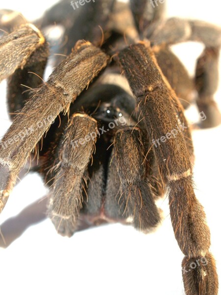 Spider Tarantula Arthropod Hairy Mexican Redknee Tarantula