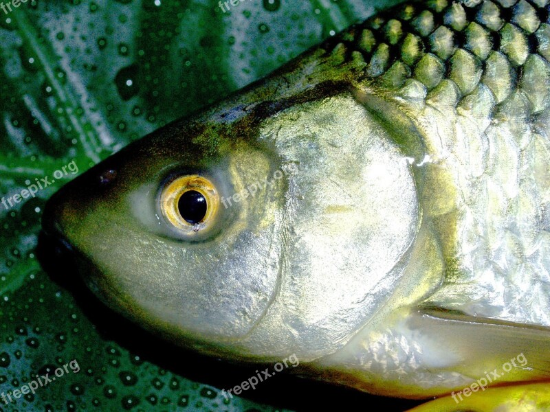 Fish Carp Meal River Pike