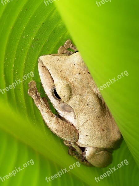 Tree Frog Rain Gorgeous Natural