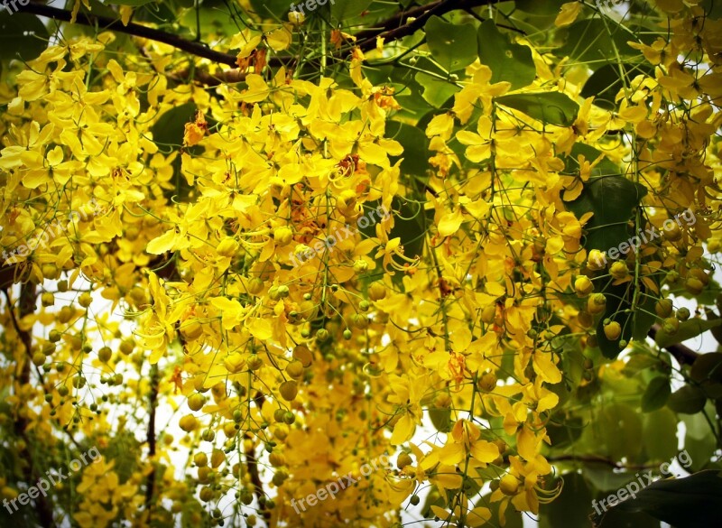 Cassia Shower Golden Tree White