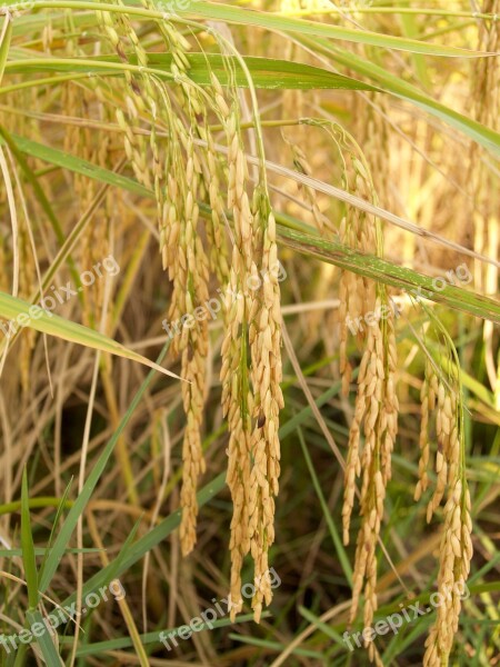 Agriculture Asia Autumn Botany Cereal