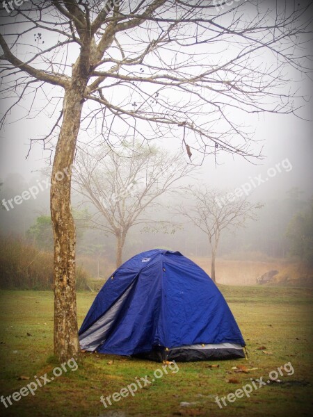 Camp Tent Tree Forrest Outdoor