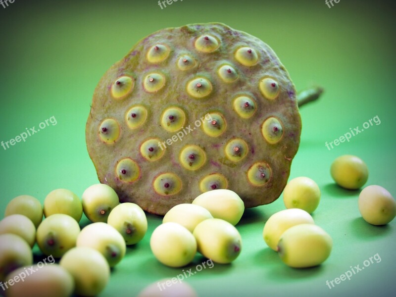 Lotus Seed Flower Leaf Pod