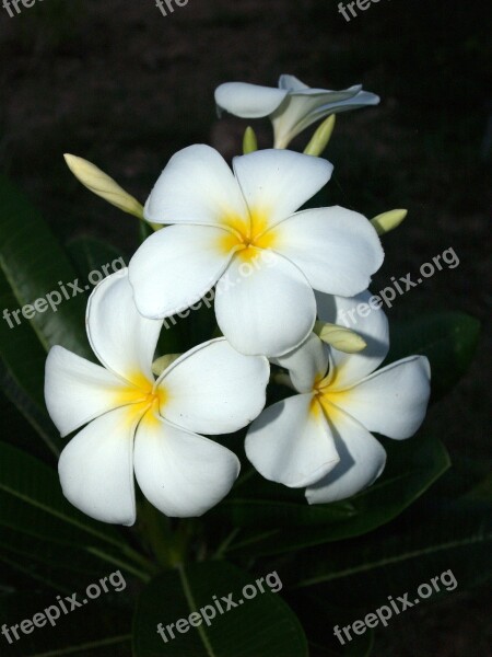 Plumeria Closeup Tree Decoration Floral