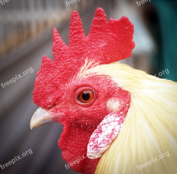 Chicken Hen White Live Fowl