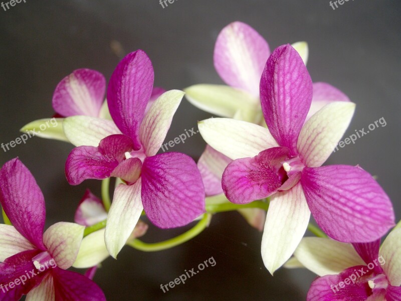 Orchid Flower Tropical White Green