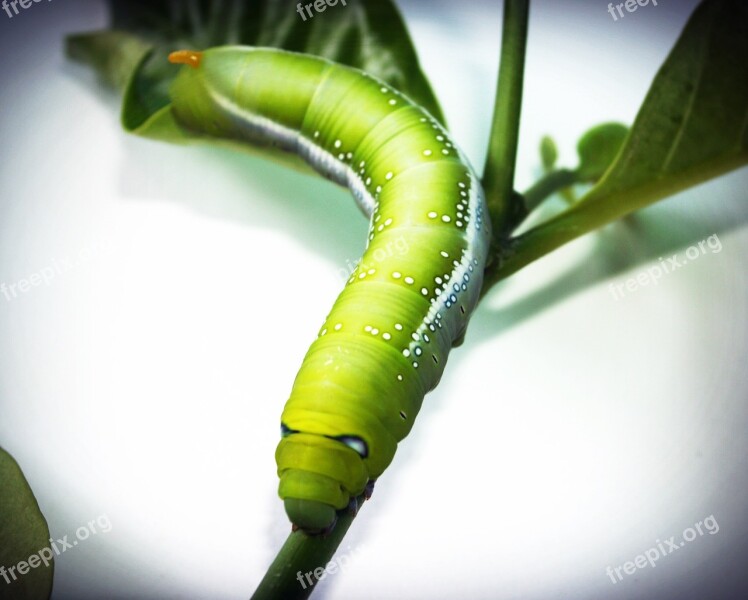 Green Worm Closeup Wallpaper Tree