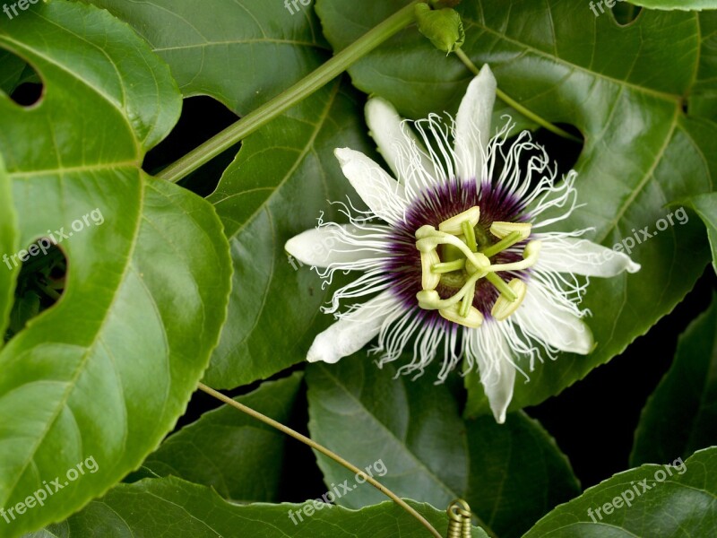 Passion Flower Fruit Tropical Green