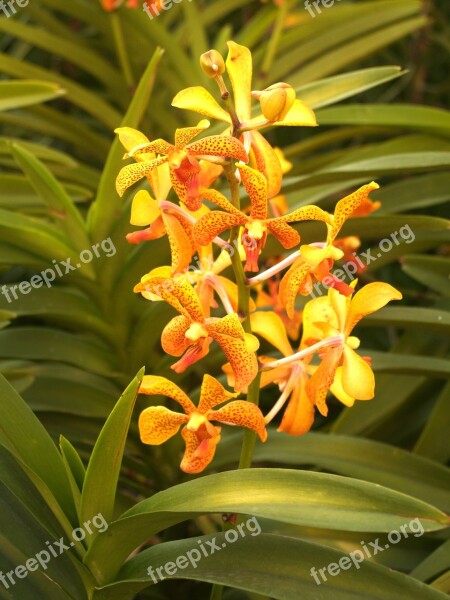 Orchid Flower Bright Violet Flora