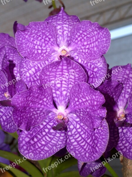 Orchid Flower Bright Violet Flora