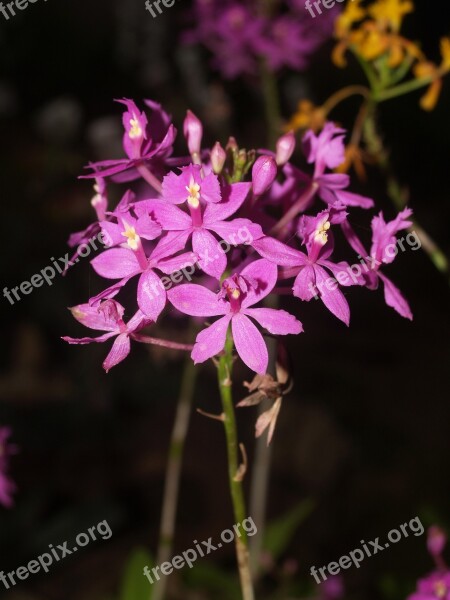 Orchid Flower Bright Violet Growth