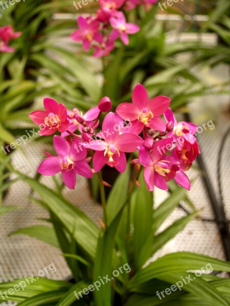 Orchid Flower Bright Violet Growth