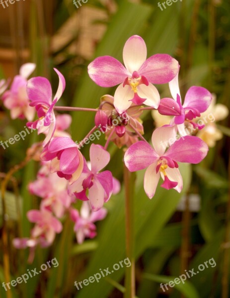 Orchid Flower Bright Violet Flora