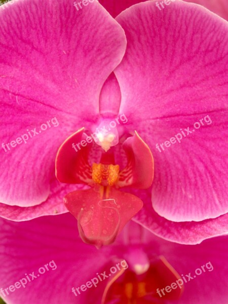 Orchid Flower Bright Violet Flora