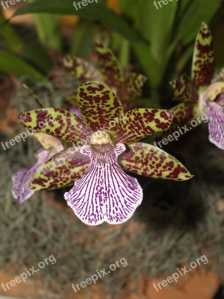 Orchid Flower Bright Violet Flora