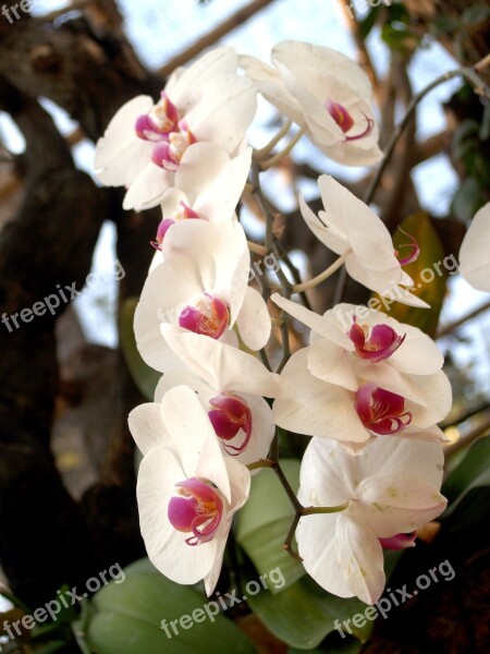 Orchid Flower Bright Violet Flora