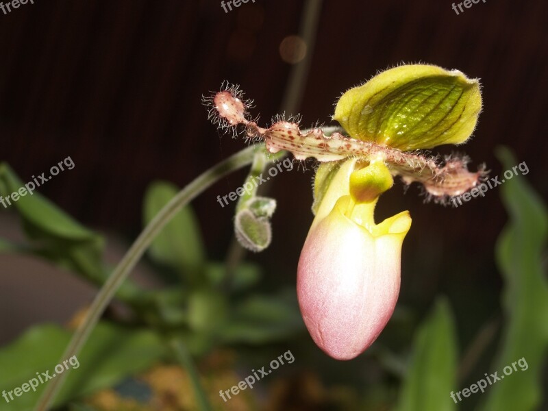 Orchid Flower Bright Violet Flora