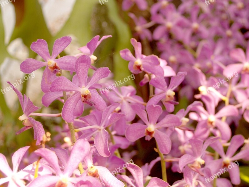 Orchid Flower Bright Violet Flora