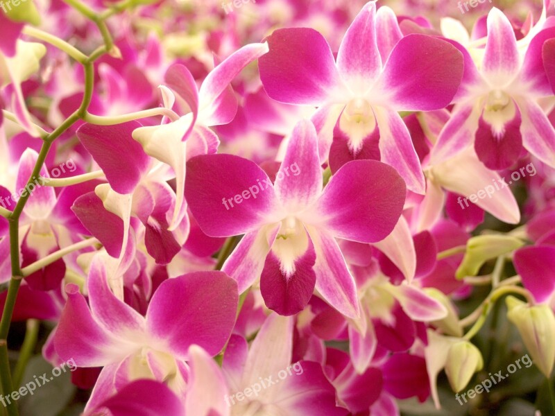 Orchid Flower Bright Violet Flora