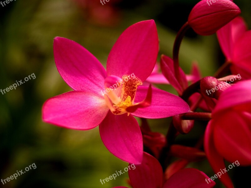 Orchid Flower Bright Violet Flora