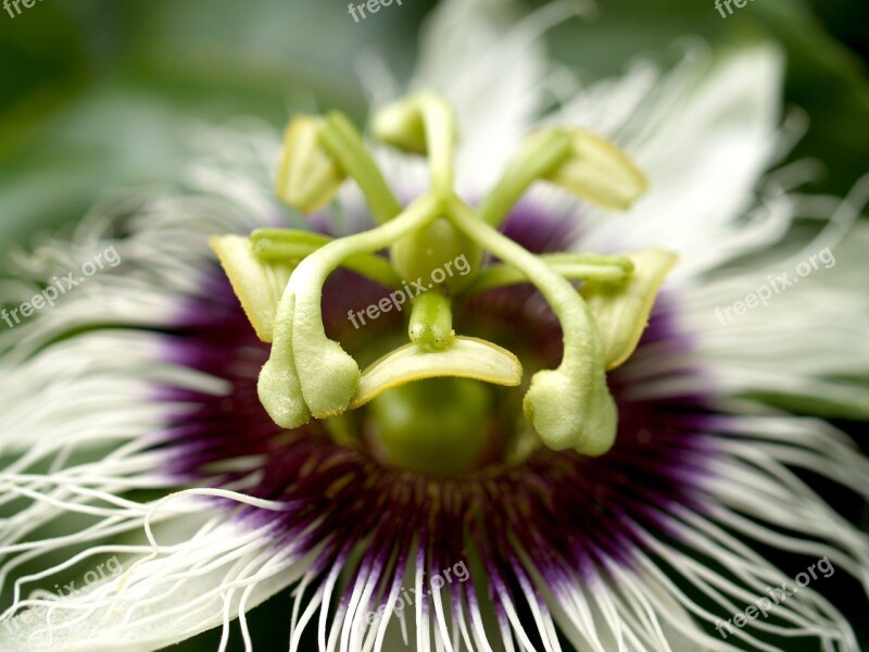 Passion Flower Fruit Tropical Green