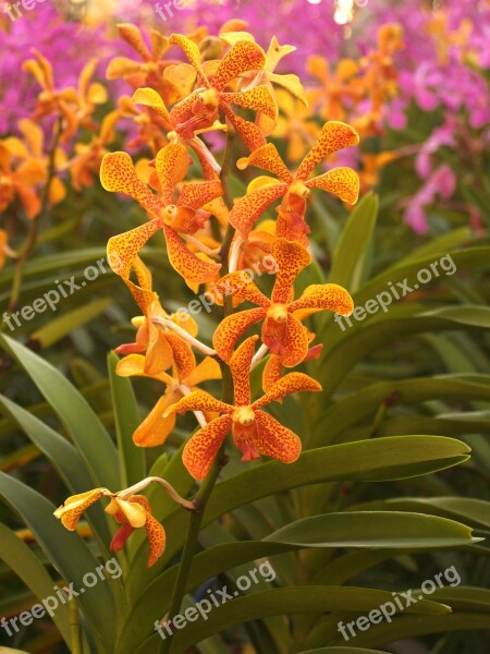 Orchid Flower Bright Violet Flora