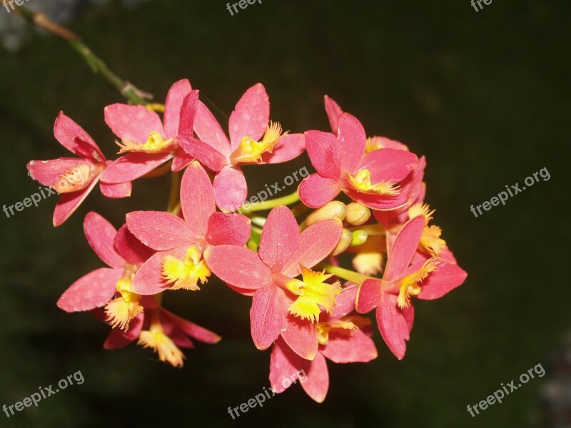 Orchid Flower Bright Violet Flora