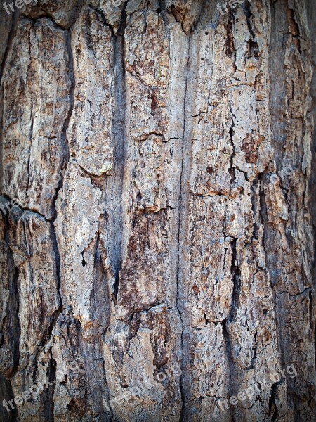 Bark Tree Wood Pine Background