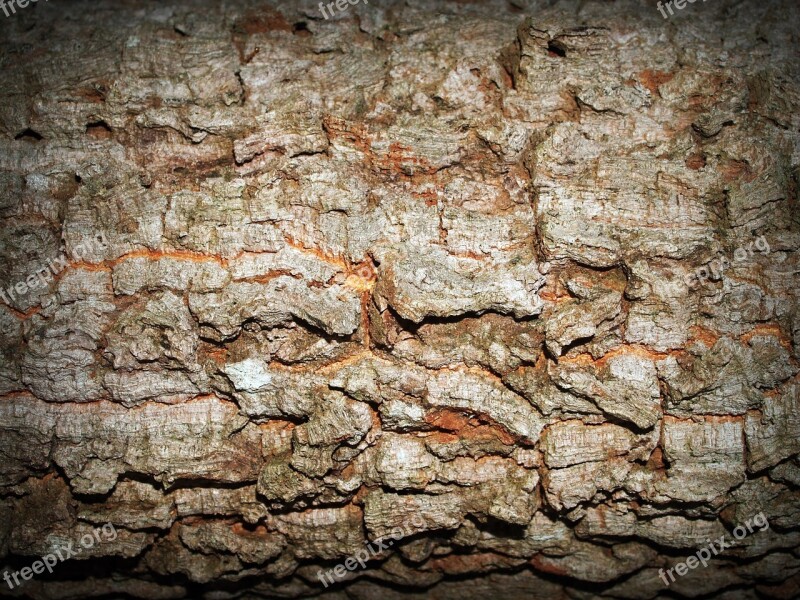 Bark Tree Wood Pine Background