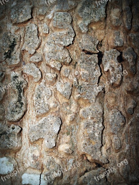 Bark Tree Wood Pine Background