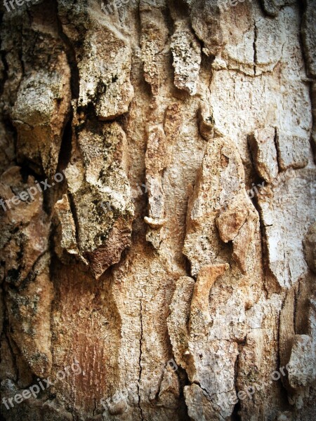 Bark Tree Wood Pine Background