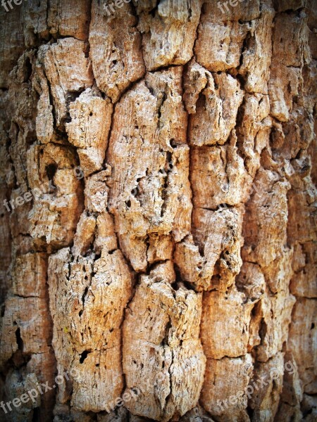 Bark Tree Wood Pine Background